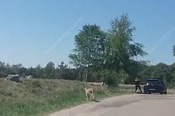 懷抱嬰兒在野生動物園下車，被獵豹圍攻險送命(1)