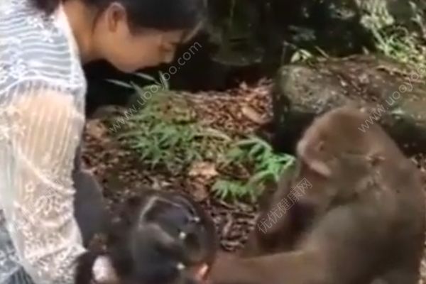 猴子被女子喂食時戲弄，一拳打趴身旁女童(1)