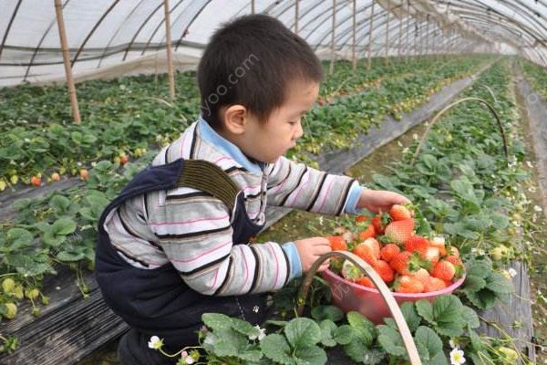 摘草莓什么時候去最好？帶孩子摘草莓須知(2)