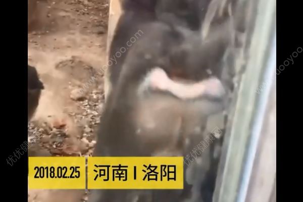 男子連續(xù)點了五六根香煙喂猴子，小猴誤當(dāng)食物被燙傷(2)