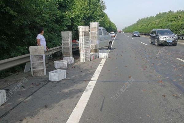 千斤小龍蝦百慕大翻車，遭過往車輛碾壓成“蝦餅”(1)