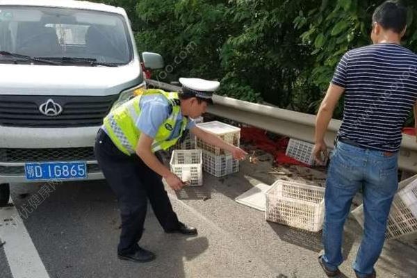 千斤小龍蝦百慕大翻車，遭過往車輛碾壓成“蝦餅”(3)