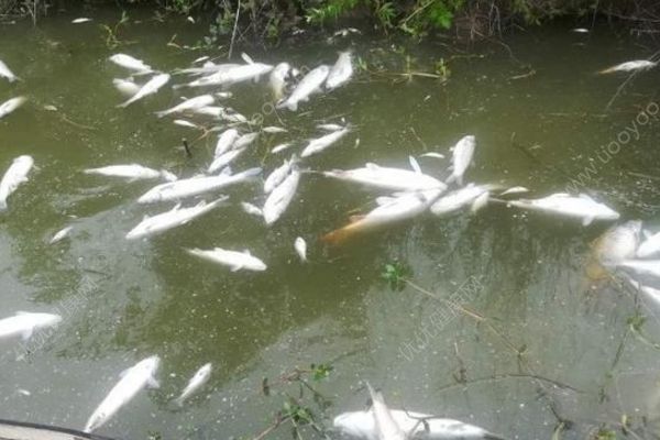 魚塘8萬斤魚全死光：檢出石油類污染物，超標(biāo)572倍(1)