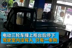 電動三輪車突然沖進手機店，“肇事者”卻是條狗[多圖]