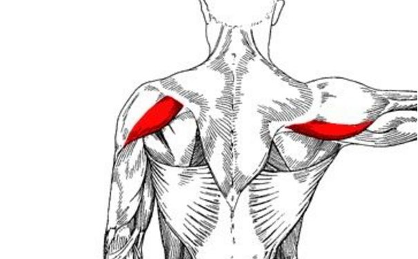 三角肌后束怎么鍛煉？三角肌后束鍛煉方法(1)