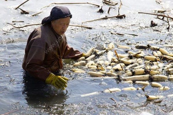 吃蓮藕對(duì)身體很有好處，但不要用這2種方式吃蓮藕(4)