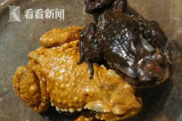 夫妻兩人抓蟾蜍食用，妻子因吃蟾蜍卵中毒身亡(1)