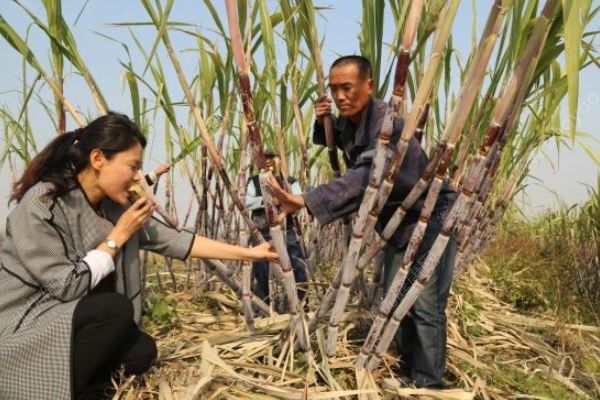 女子吃甘蔗中毒，導(dǎo)致抽搐30年，這種甘蔗不要吃！(3)