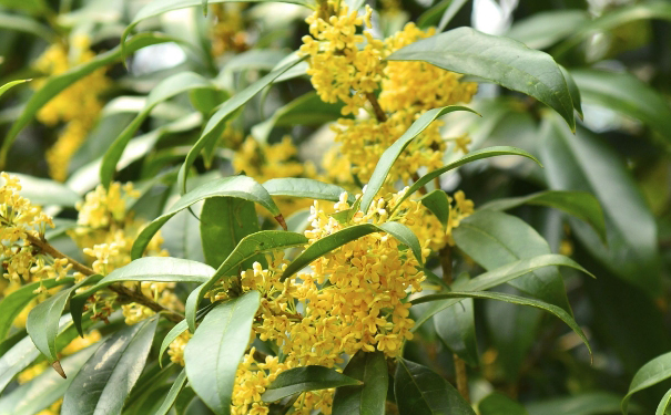 鮮花食療是什么意思？桂花漱口能除口臭嗎？(1)