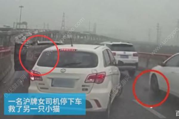 女司機高架上停車救小貓，應(yīng)該救還是不救？高架橋開車注意事項(2)