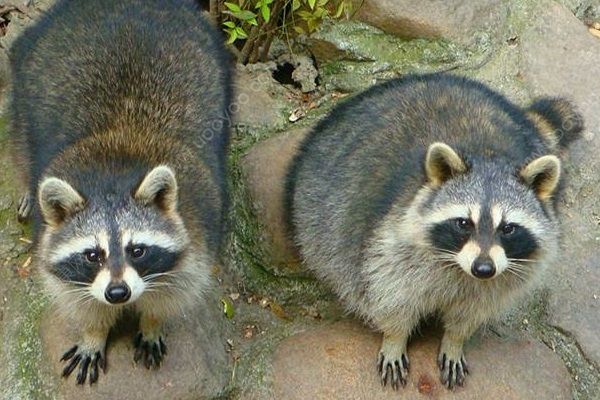 中國(guó)球迷在俄動(dòng)物園被浣熊咬傷，進(jìn)行狂犬病檢查(3)