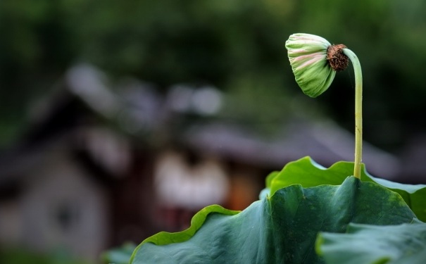 處暑該如何養(yǎng)生？處暑養(yǎng)生有什么注意事項？(1)