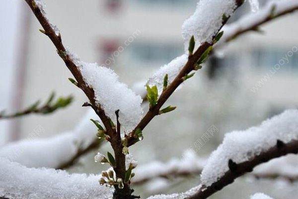 前方“倒春寒”高能預(yù)警！這三類高發(fā)疾病需警惕！(3)