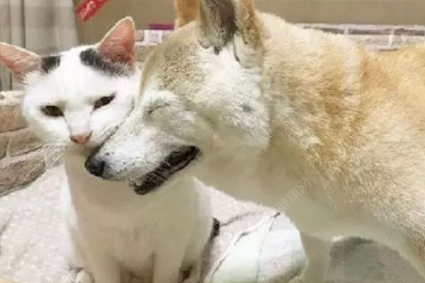 18歲老年癡呆柴犬離世，“親愛的貓，謝謝你用生命愛過我”(2)