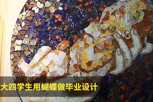 用活蝴蝶做畢業(yè)設計！是藝術還是殘忍？(3)