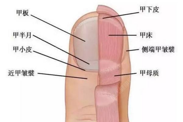 怎樣剪腳指甲避免指甲長進肉里？這才是剪腳指甲的正確方法(1)