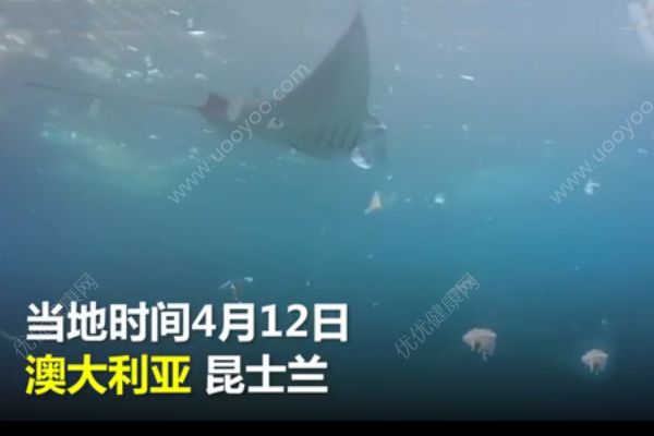 白色垃圾霸占澳洲海灘！魚類與塑料同游！(1)