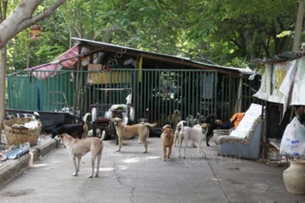 泰國(guó)少女被狗抓傷，4個(gè)月后發(fā)高燒狂犬病發(fā)作慘死(1)