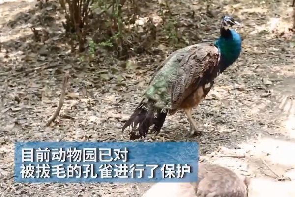 孔雀遭拔毛成公雞！動物園：或?qū)⒂慰土腥牒诿麊危?3)