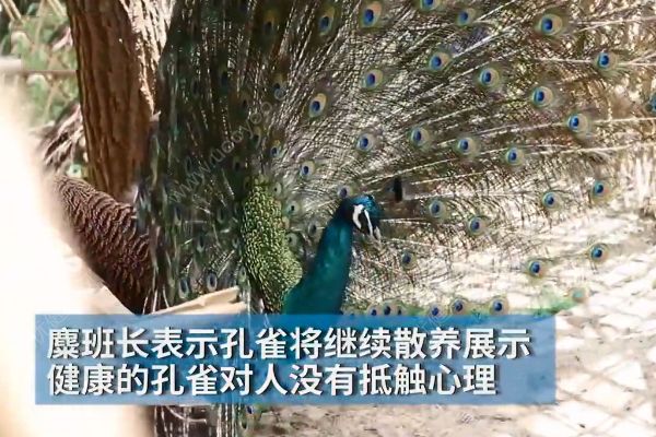 孔雀遭拔毛成公雞！動物園：或?qū)⒂慰土腥牒诿麊危?4)