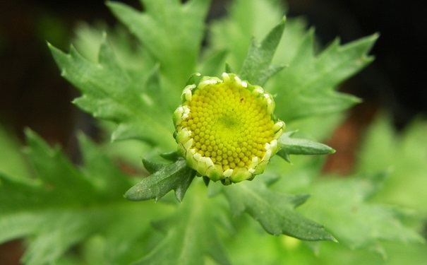 驅蚊植物對人體有害嗎？驅蚊植物有哪些？(1)