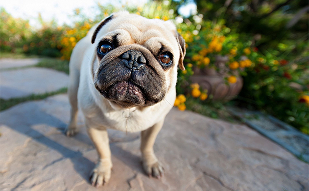 狂犬病潛伏期最長多久？狂犬病的潛伏期是多長時間？(1)