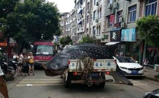 貨車運(yùn)鯨鯊送酒店遭拒，在路邊用鋸子切割，吃鯊魚(yú)肉好不好？(1)