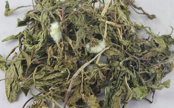 秋季蒲公英更多營養(yǎng)價值？喝蒲公英都有什么好處呢？(1)