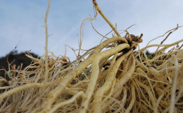 龍膽草有什么作用？龍膽草的功效與作用及禁忌癥(1)