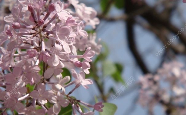 丁香花蕾有什么作用？丁香花蕾有哪些功效？(1)