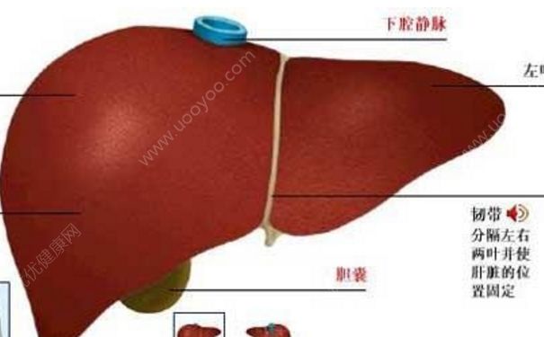 肝功能異常怎么調(diào)理？肝功能異常能治好嗎？(1)