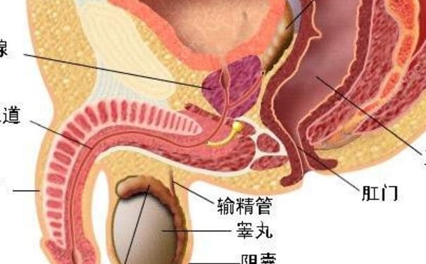 睪丸炎能自愈嗎？睪丸炎吃什么藥？(1)