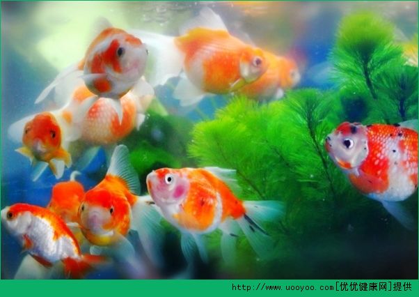 老年人養(yǎng)金魚好不好？老年人養(yǎng)金魚的好處有哪些？(1)