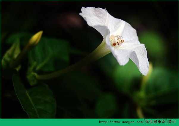 屋內(nèi)種郁金香致頭發(fā)脫落 家里不能養(yǎng)的花有哪些？(7)