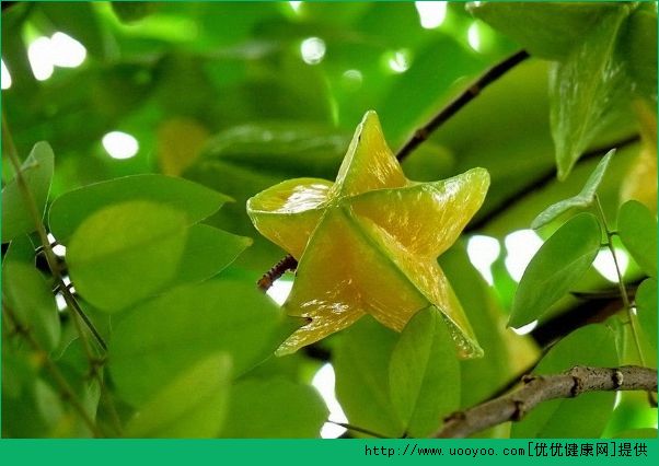 楊桃和芒果能一起吃嗎？楊桃和芒果一起吃好不好？(1)