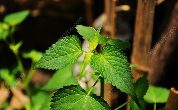 薄荷曬干泡茶有什么好處？薄荷曬干泡水的功效(1)