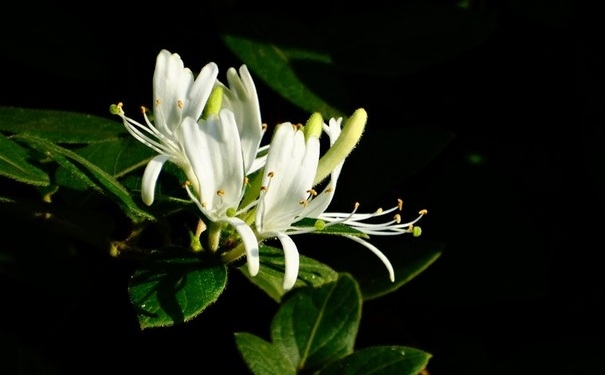 金銀花茶的做法是怎樣的？金銀花茶怎么做？(1)