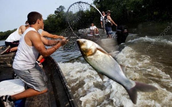 亞洲鯉魚跳上船嚇壞外國小哥，美國人為什么不吃亞洲鯉魚？(3)