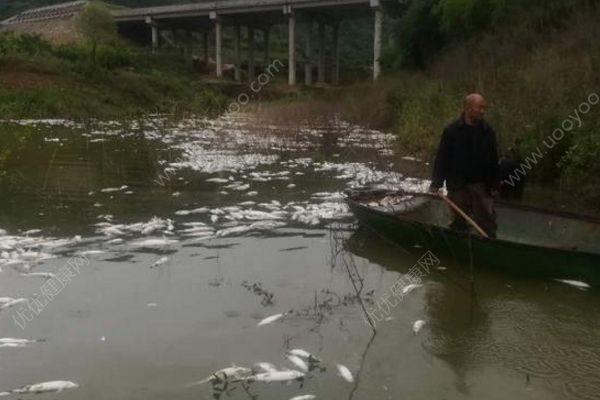 魚塘8萬斤魚全死光：檢出石油類污染物，超標(biāo)572倍(3)