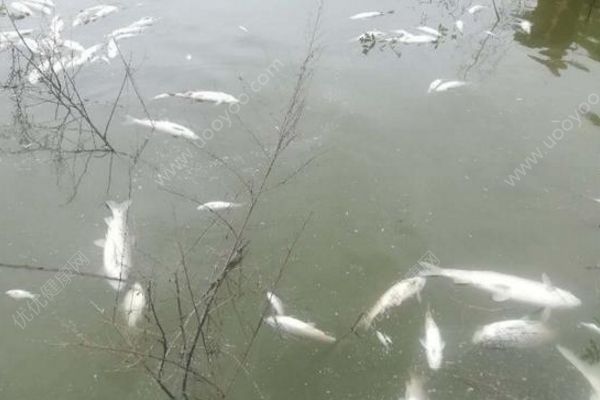 魚塘8萬斤魚全死光：檢出石油類污染物，超標(biāo)572倍(4)