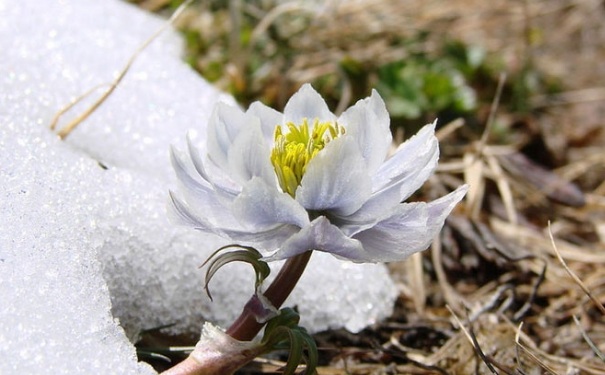 雪蓮花營養(yǎng)價值有多高？雪蓮花怎么吃好吃呢？(1)