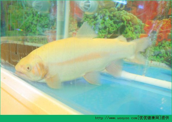 買(mǎi)魚(yú)要注意什么？什么樣的魚(yú)不能吃？(7)