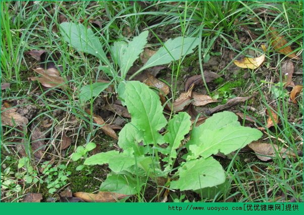 春天吃什么野菜好？哪些野菜可以吃？(1)