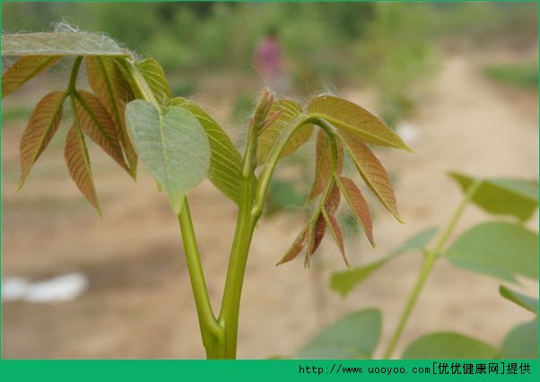 春天吃什么野菜好？哪些野菜可以吃？(3)