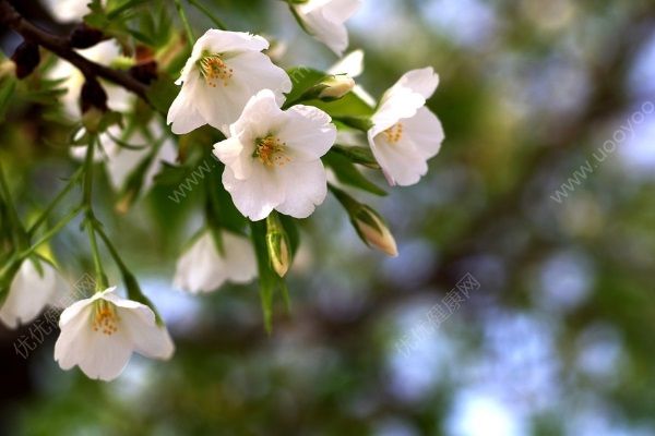 櫻桃是櫻花的果實(shí)嗎？櫻桃與櫻花的關(guān)系(3)