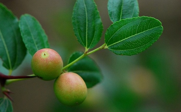 酸棗葉可以拿來(lái)泡茶喝嗎？酸棗葉有什么作用和功效？(1)