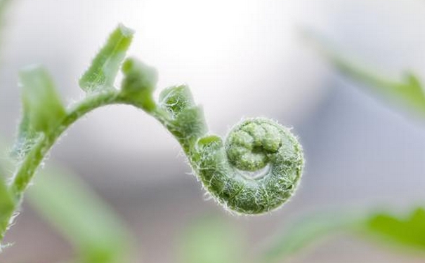 野菜有哪些品種？野菜怎么做好吃？(1)