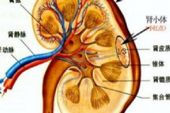 腎結(jié)石金錢草有用嗎？腎結(jié)石喝金錢草管用嗎？[圖]