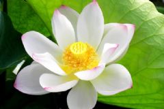 夏天開(kāi)的花有哪些？什么花在夏天開(kāi)放？[多圖]