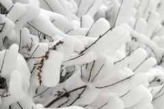 全國(guó)多地下雪，白雪皚皚，雪可以直接吃嗎？[多圖]